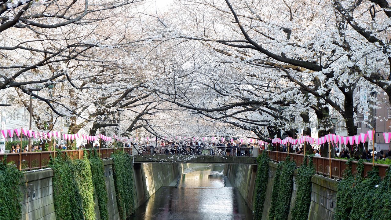 Meguro River Sakura Canal Promenade | Best Cherry Blossom Viewing Spot in Tokyo Japan
