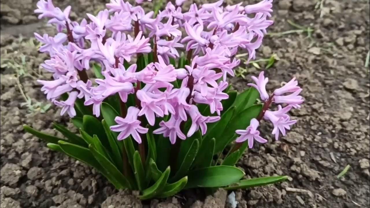 Весенние цветы ГИАЦИНТЫ/ Spring flowers HYACINTH/ Бесплатные футажи для ...