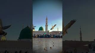 Bird On Hazre Aswad Masha Allah💞Deeni#allah #alhamdulillah #allah #quran #quranverses #deen #reels