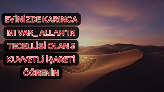 Evinizde Karınca Mı Var? Allahın Tecellisi Olan 5 Kuvvetli İşareti Öğrenin