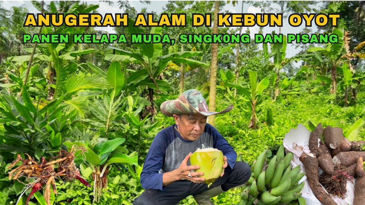 Panen Hasil Alam di Kebun Oyot...Kelapa Muda, Singkong, Pisang dan Lalapan Kunci.