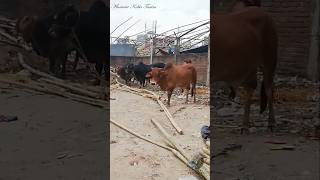 Den Days Of Komolapur Gorur Haat 2018- Eid Ul Azha Bd