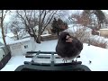 The Juncos take turns
