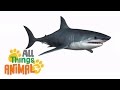 * SHARK * | Animals For Kids | All Things Animal TV