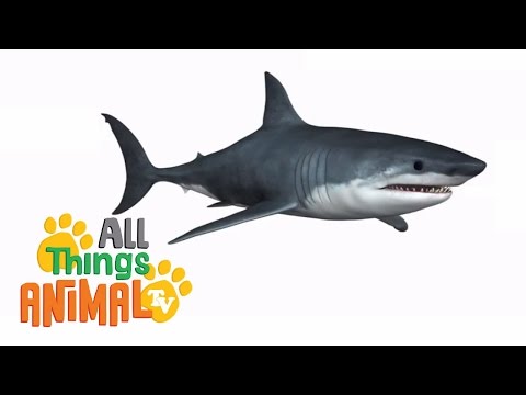 * SHARK * | Animals For Kids | All Things Animal TV