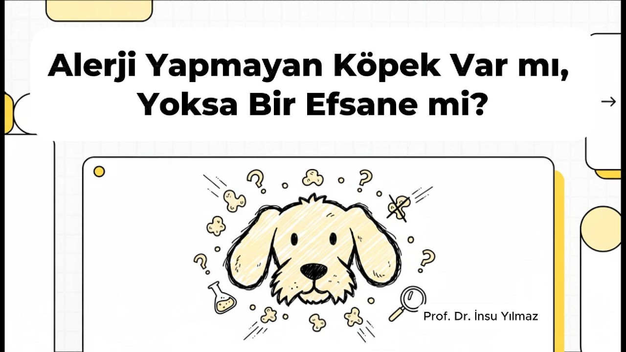 Alerji Yapmayan Köpek Var mı, Yoksa Bir Efsane mi?