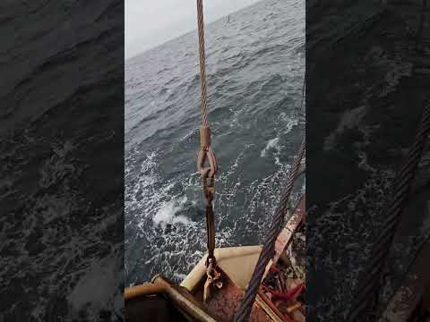 HALF TON TUNAS!! GO NUTS! #SHORTS #BLUEFINTUNA #TUNA #FISHING #OCEAN #viralvideo