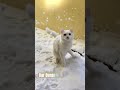 Kar Dansı ❄️🐱