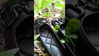 Bambi Flats Black the real best seller