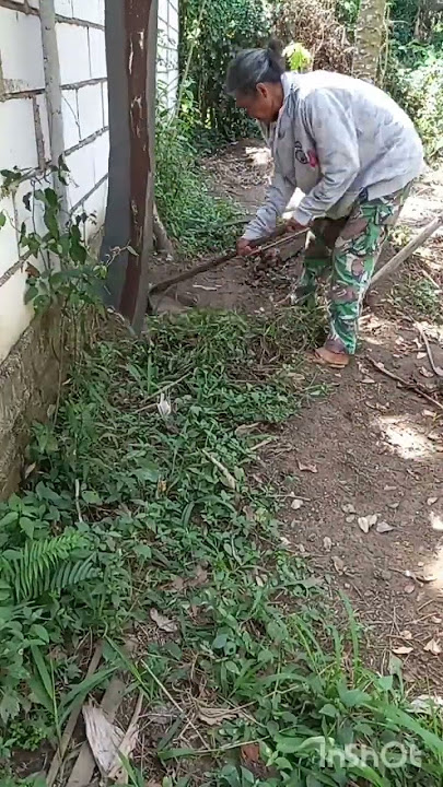 merawat kebun #satisfying #garden