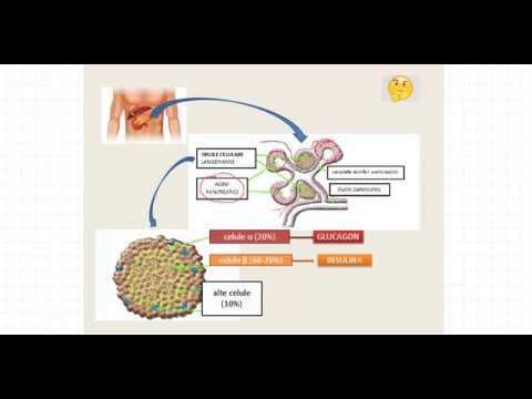 Pancreasul endocrin