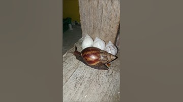 The giant snail came out of its hiding place and passed the albino snail. #shorts