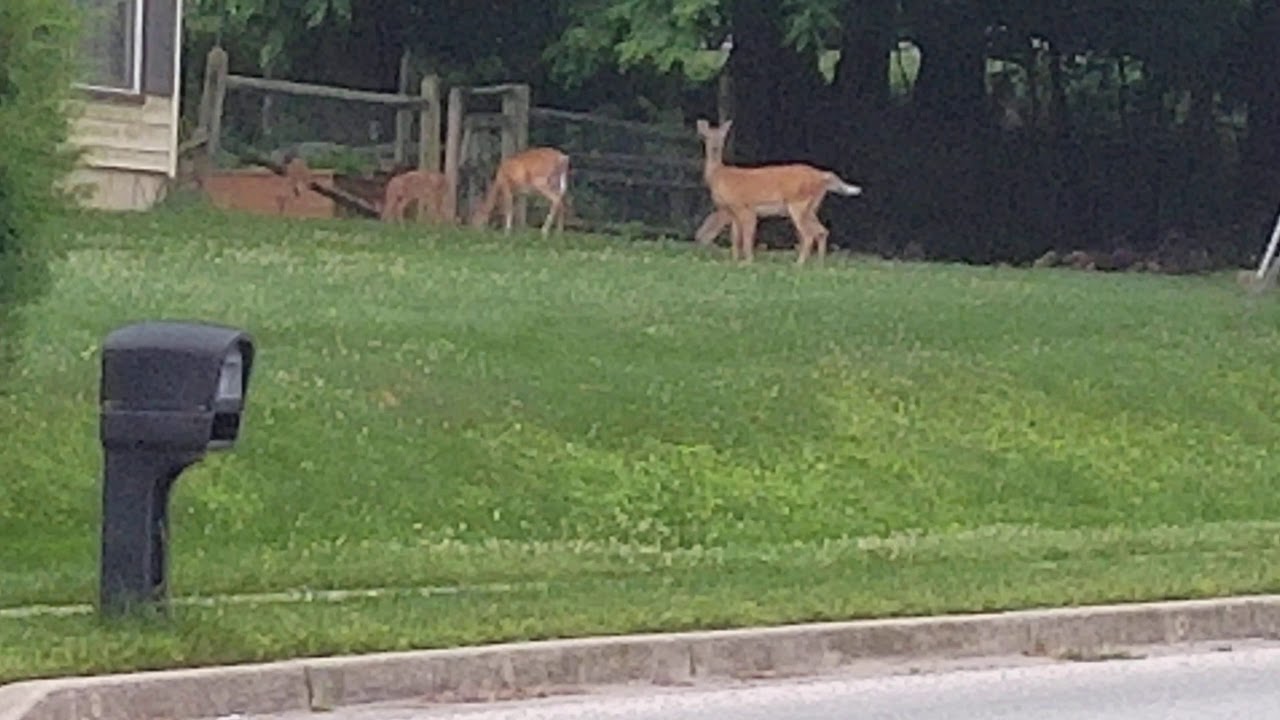 Neighborhood deer YouTube