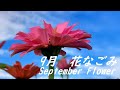 【9月 花なごみ】September Flower