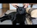 耳を触られると鳴いちゃう黒猫触り続けると終始うっとり