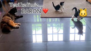 Kedi aldım! bir MaşallaH alırım sizden! Resimi