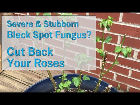 Video: Black Spot On Roses: beste oplossingen voor Black Spot On Roses