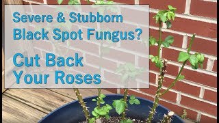 Rose Bush vs Severe Black Spot Fungus