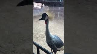 Grey Necked Crowned Crane - National Bird of Uganda. A Spectacular Beauty!