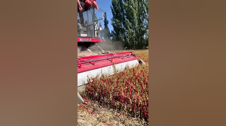 Proceso de Cosecha de Chile con maquinaria