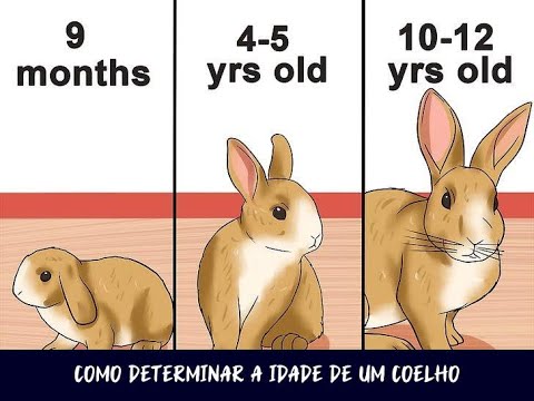 Como Determinar a Idade de um Coelho - YouTube