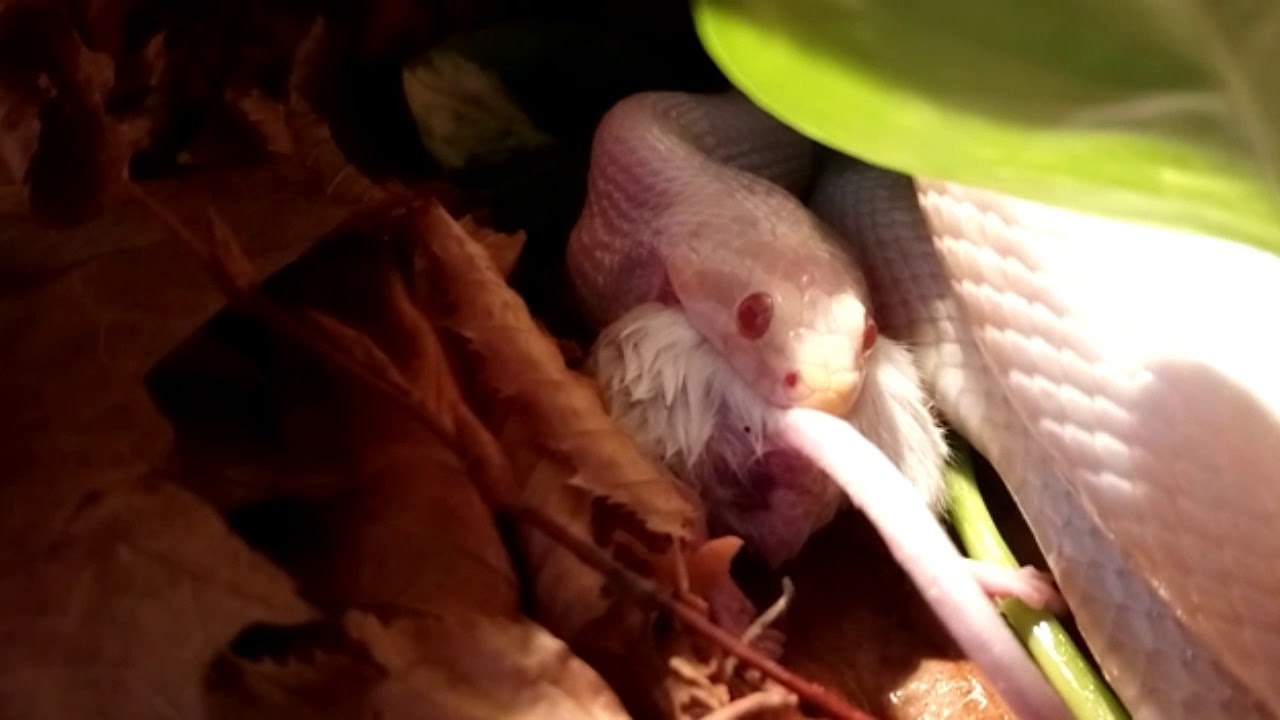 camera iphone 8 plus apk Kornnatter (Pantherophis guttatus)