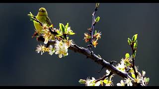 YELLOW WARBLER IN PLUM BLOSSOMS #yellowwarbler #nature_break