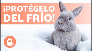 ¿Cómo puedo saber si mi conejo tiene frío?