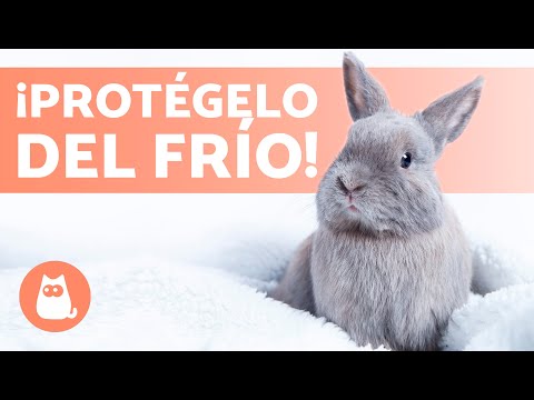 Video: Cuidado del clima frío para conejos al aire libre