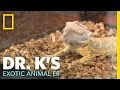 Humongosaur the Bearded Dragon | Dr. K's Exotic Animal ER