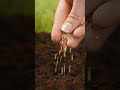 Positive News - Seeds Can ‘Hear’ the Rain–And the Sound Waves Make Them Grow Faster Shows MIT Study