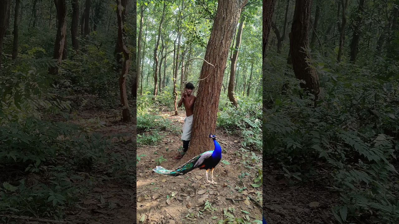 Open peacock🦚catching😱in my village part 1