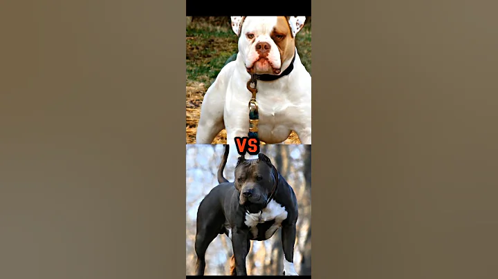 PIT BULL VS AMERICAN BULLDOG,DOBERMAN,CANE CORSO,BULL TERRIER,TOP 15 MOST DANGEROUS BREED PART3#dog