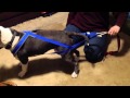 APDA Quick Hints - Harnesses APDA Quick Hints - Harnesses