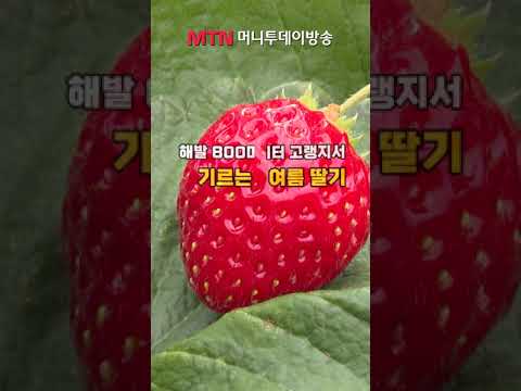 ] &amp;#39;육질단단&amp;#39; 여름딸기로 <strong>세계시장</strong> 노린다 / 머니투데이방송 (뉴스) @shorts