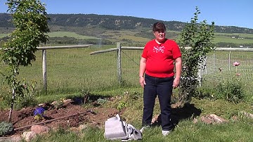 Using lawn clippings as garden mulch | From the Ground Up