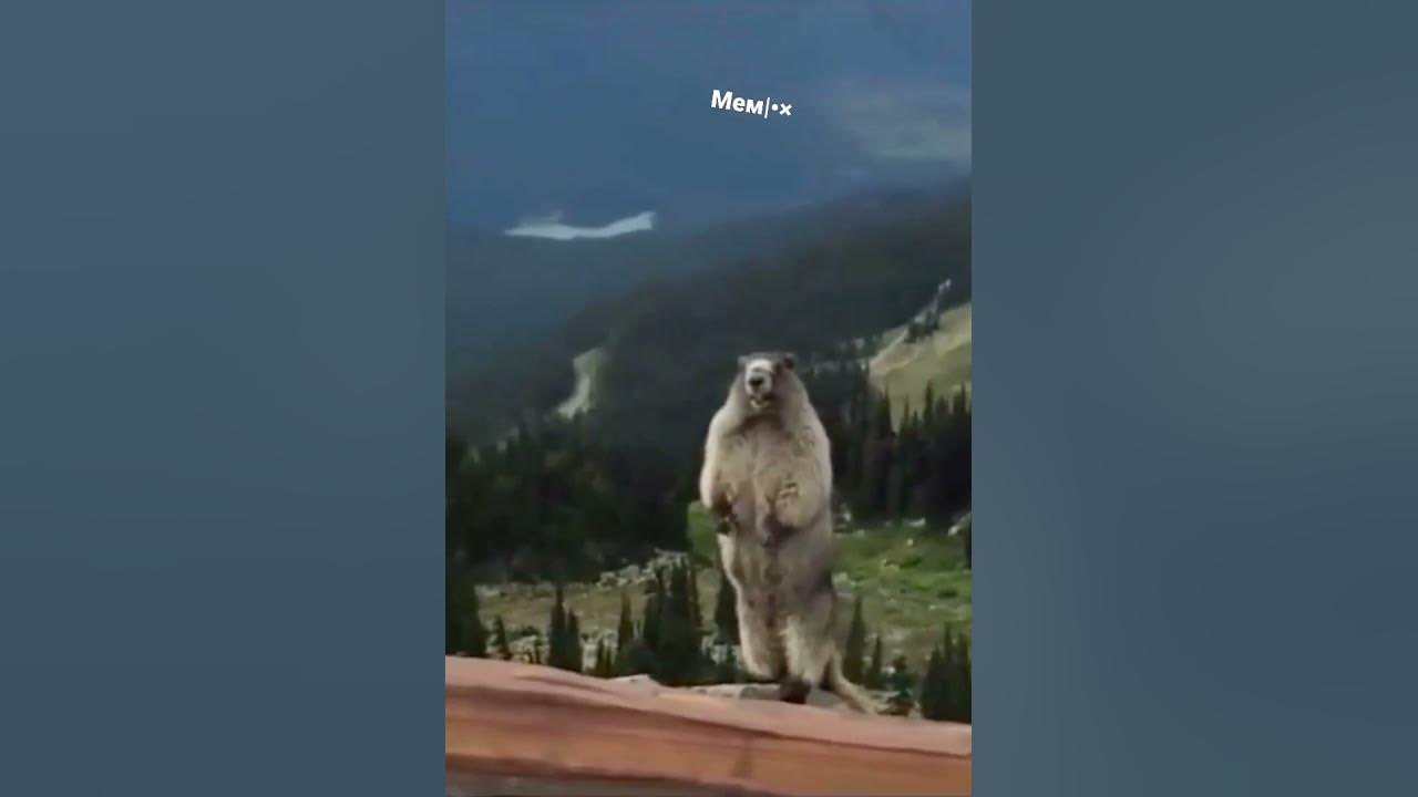 МЕM| - YouTube