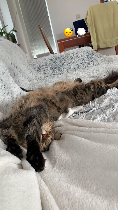 Lazy day whit Líza 🦥😸🥰 #cat #lazy #lazyday #cute #happycats #happy #shorts #shotrs #shortvideo