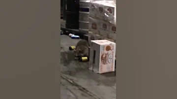 Пьяный енот громит склад с алкоголем