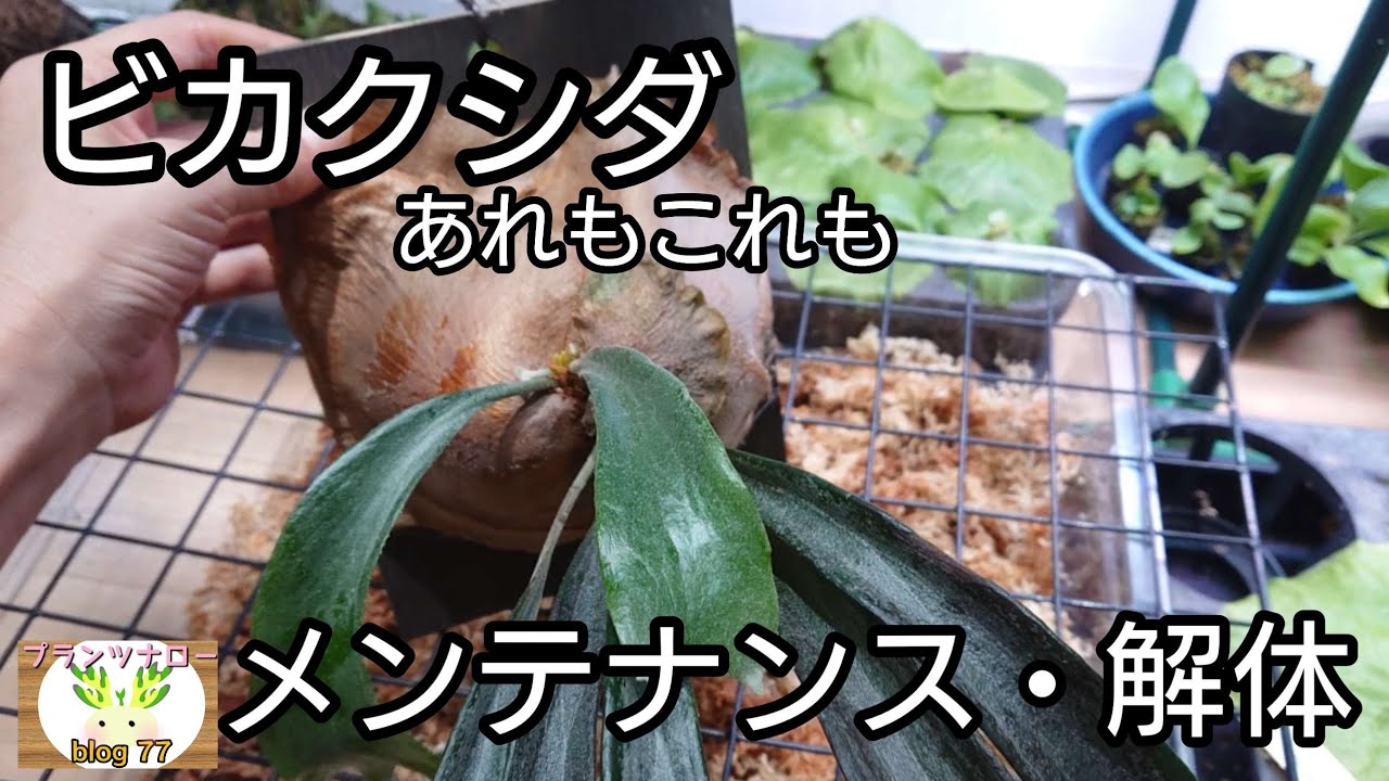【今週のお手入れ】ビカクシダのメンテナンス色々🌱