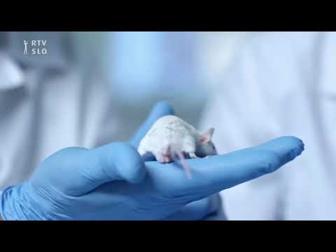 UGRIZNIMO ZNANOST: Zdravljenje raka s poskusi na živalih