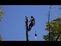 Cutting Down A Huge Maple Tree - Tree Removal