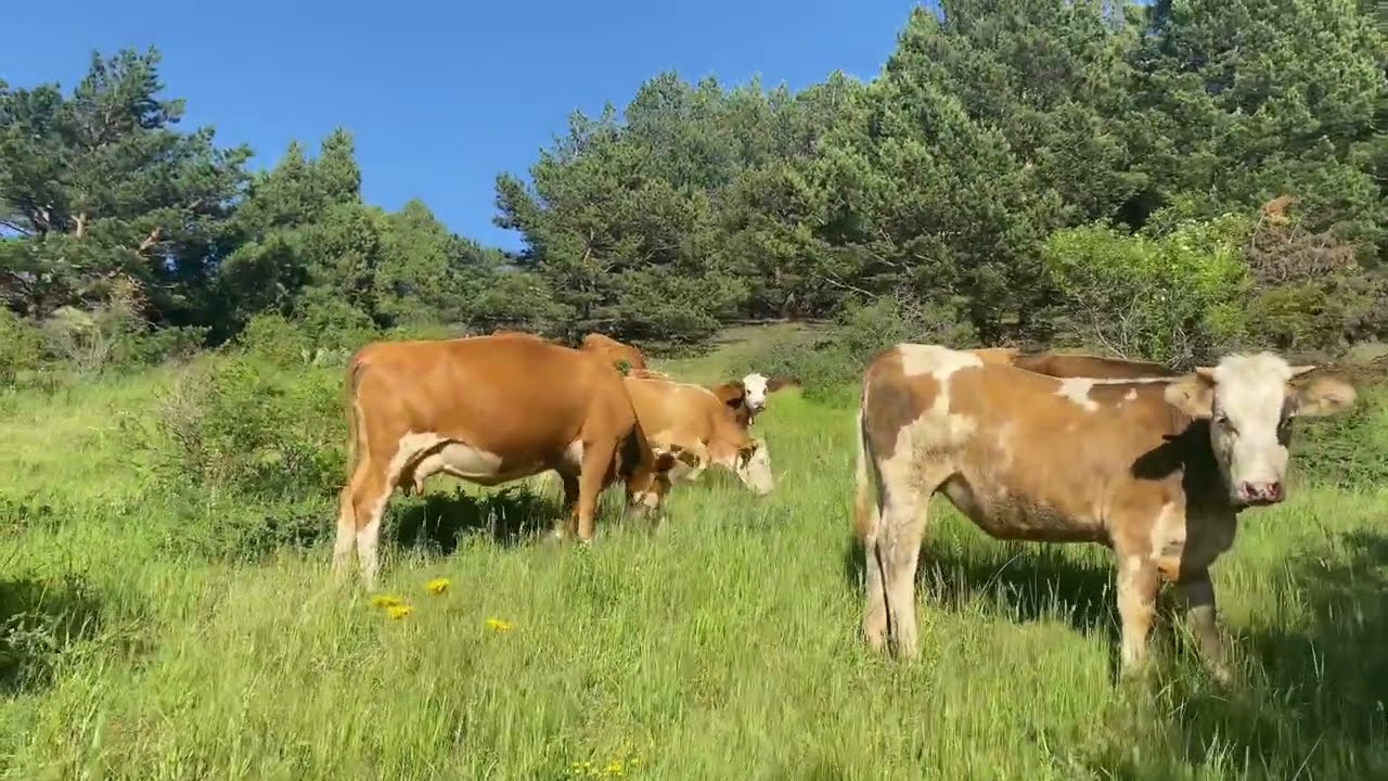 KÖYE YOLCULUK (SİVAS KOYULHİSAR ŞEREFİYE ZARA )