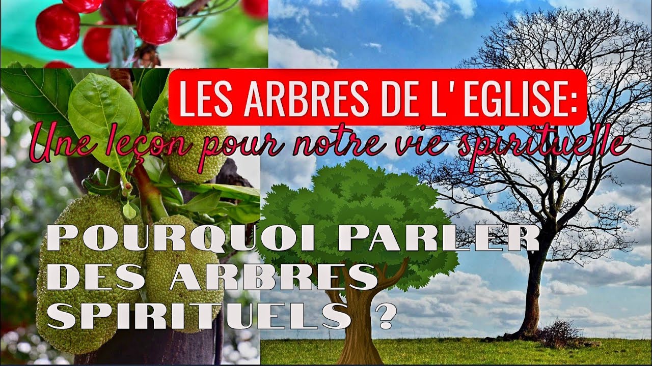 Arbre Rigide QUEL TYPE D'ARBRE ES-TU DANS LA FOI ?