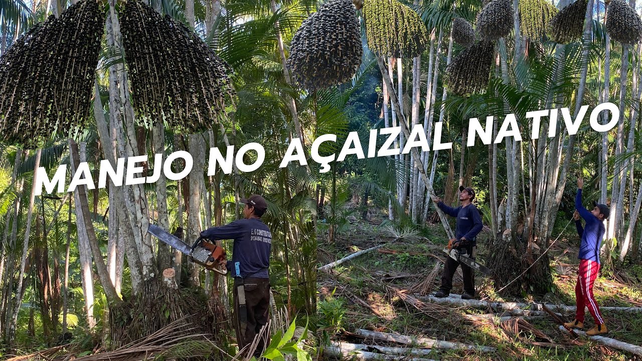 COMO DERRUBAR SEM QUEBRAR AS AÇAIZEIRAS JOVENS!.