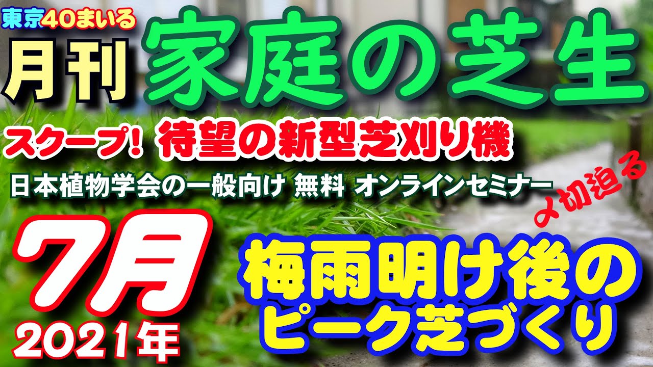 芝活19年7月 芝生のミミズをごっそり捕る方法 椿油粕の威力 Youtube