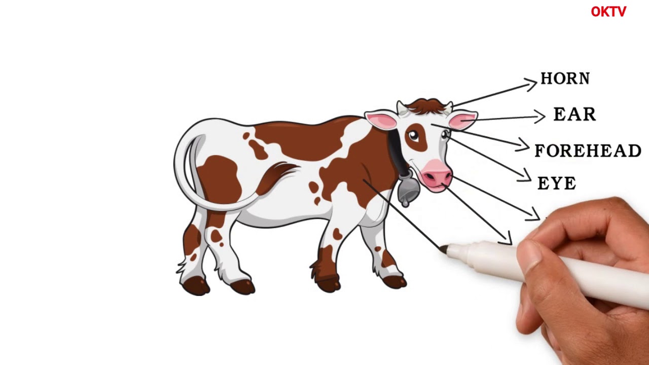 What Are The Body Parts Of A Cow What Are Body Parts Called YouTube What Are The Body Parts Of A Cow What Are Body Parts Called YouTube