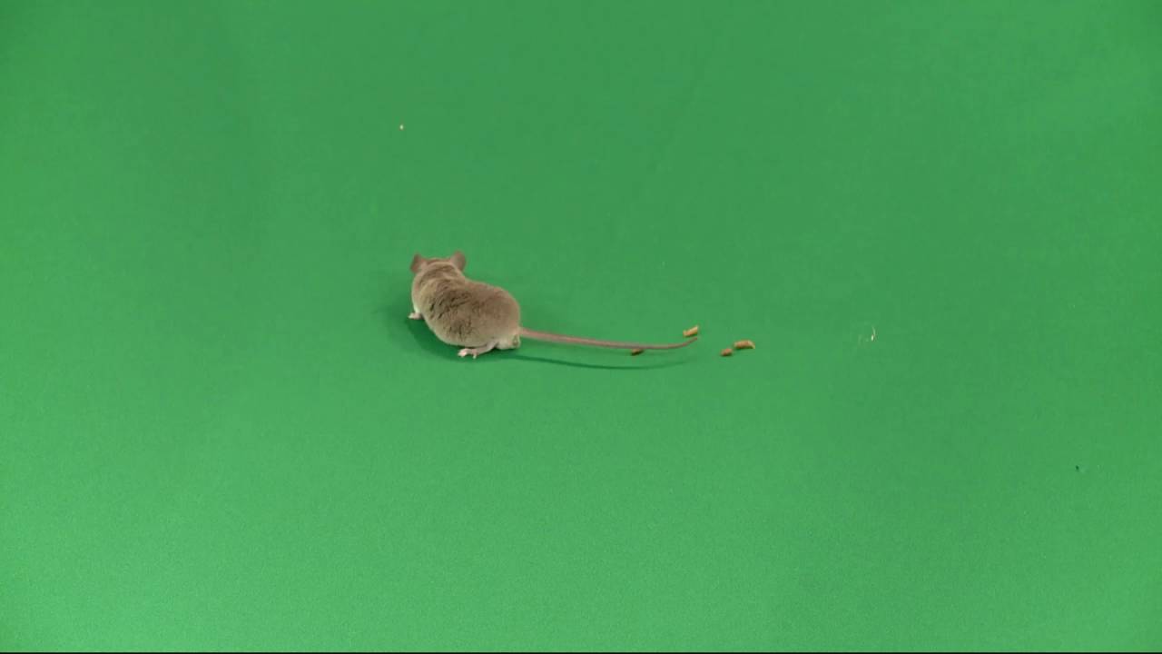 Green Screen Animals mouse footage YouTube