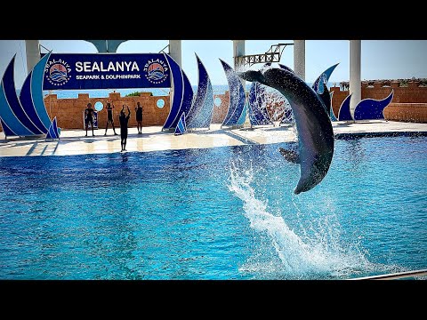 Дельфинарий в Турции. Плавание с дельфинами в SEALANYA DOLPHINPARK. Лохотрон для туристов!