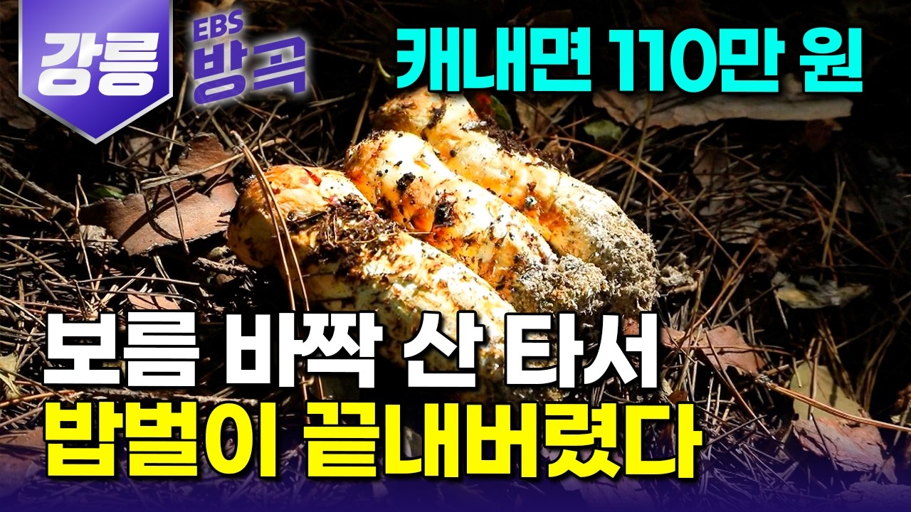 [강원 강릉] '자연인으로 살고 싶다'는 꿈 이루려 들어왔더니.. 일 년에 딱 보름, 해발 1,000m 외딴 골짜기에서만 나오는 버섯 따서 배불리 먹는 남자｜#한국기행 #방방곡곡